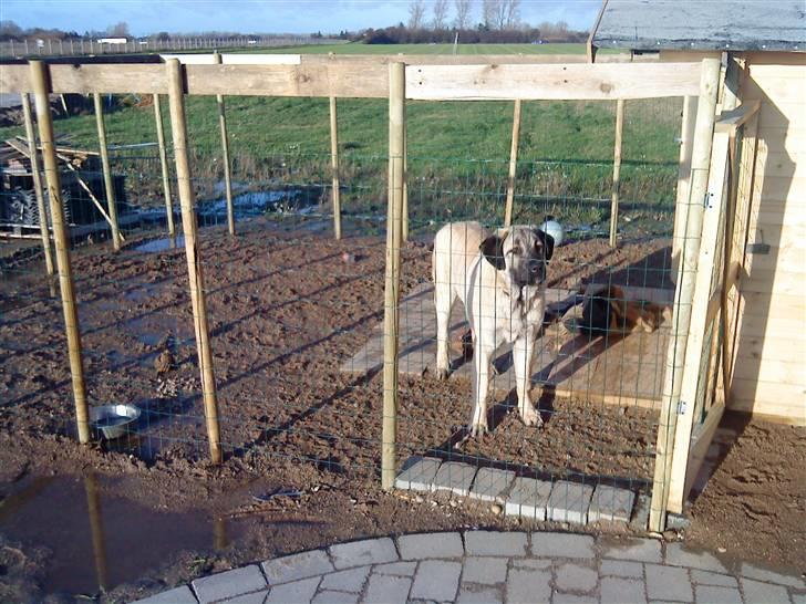 Kangal Tarzan billede 5