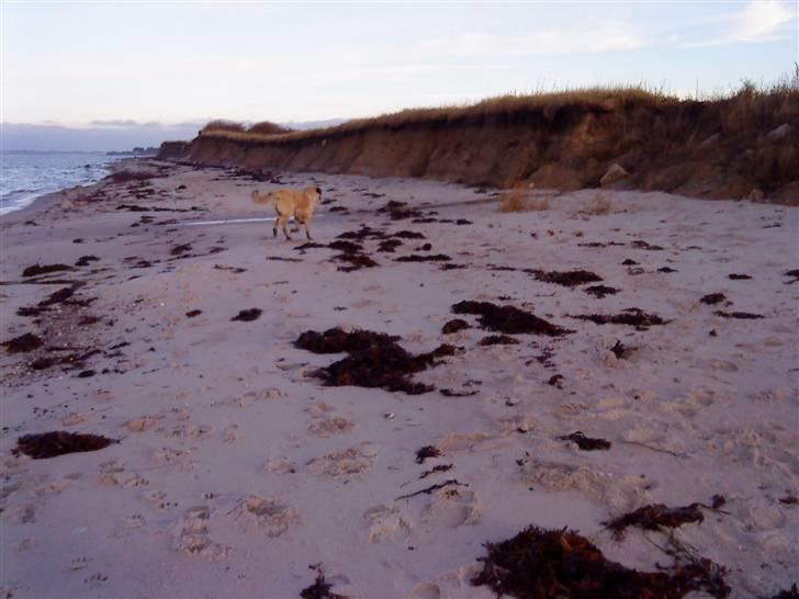 Kangal Tarzan billede 6