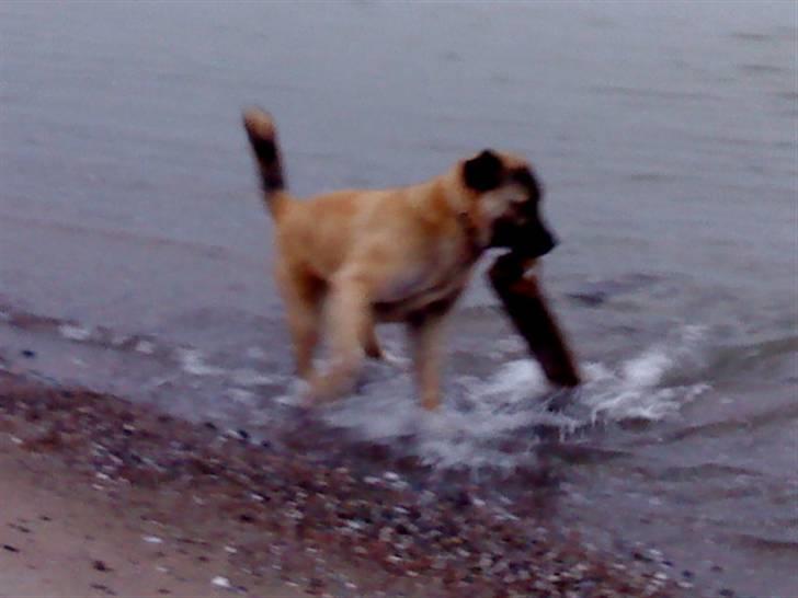 Kangal Tarzan billede 7