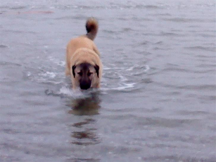 Kangal Tarzan billede 8