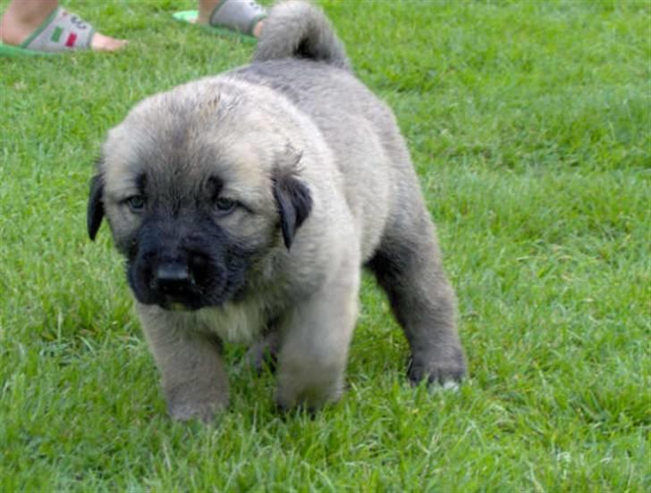 Kangal Tarzan billede 9