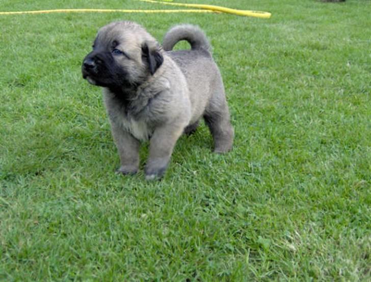 Kangal Tarzan billede 10
