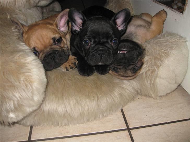 Fransk bulldog Tatarczuk DiamondLaBardot - "Putter mellem mine søskene" :-) billede 1