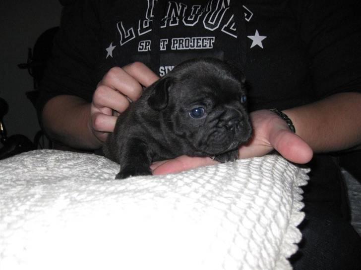 Fransk bulldog Tatarczuk DiamondLaBardot - Her er Ellie 3½ uge gammel Første gang vi se hende :-) billede 3