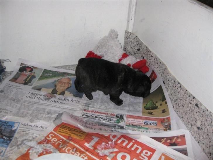 Fransk bulldog Tatarczuk DiamondLaBardot - ca. 4½ uge gammel her billede 4