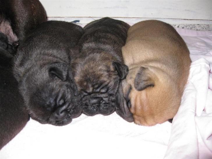 Fransk bulldog Tatarczuk DiamondLaBardot - 3 på stribe billede 5