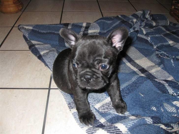 Fransk bulldog Tatarczuk DiamondLaBardot - "Nu står mine ører fint :-D" billede 6