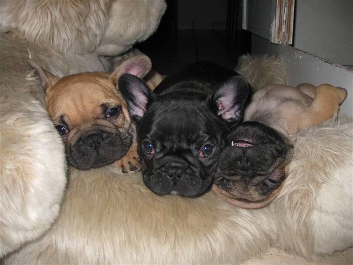 Fransk bulldog Tatarczuk DiamondLaBardot - "Vi putter endnu" billede 7