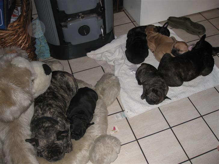 Fransk bulldog Tatarczuk DiamondLaBardot - Her er familien Ellie levede med de første 8 uger. Vi takker meget for den gode opdragelse :-) billede 8