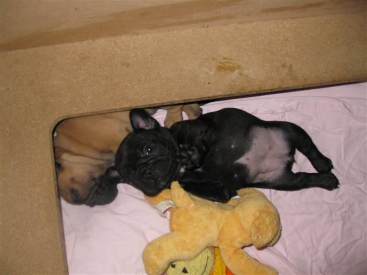 Fransk bulldog Tatarczuk DiamondLaBardot - Man er vel tryk! Dejligt at flade ud på ryggen. billede 9