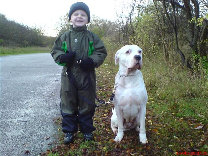 Dogo argentino Sultan  | - d 31 oktober 2008  billede 20