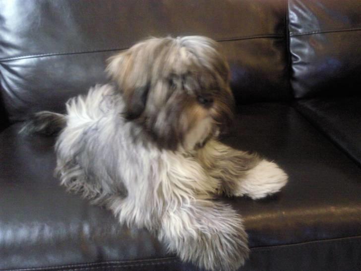 Lhasa apso Coco billede 14