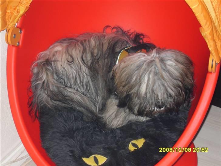 Lhasa apso Coco billede 17