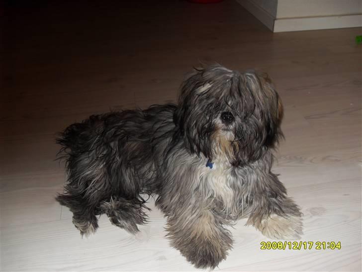 Lhasa apso Coco billede 19