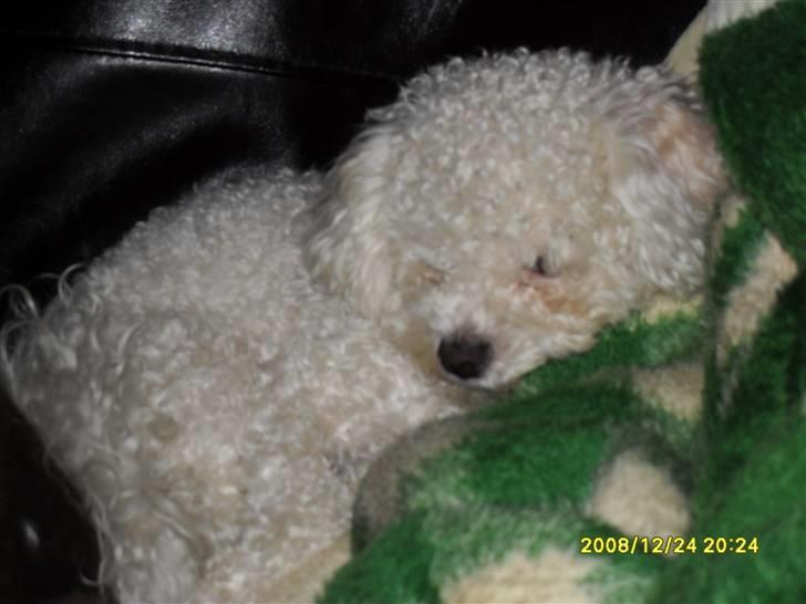 Bolognese Pufi billede 14