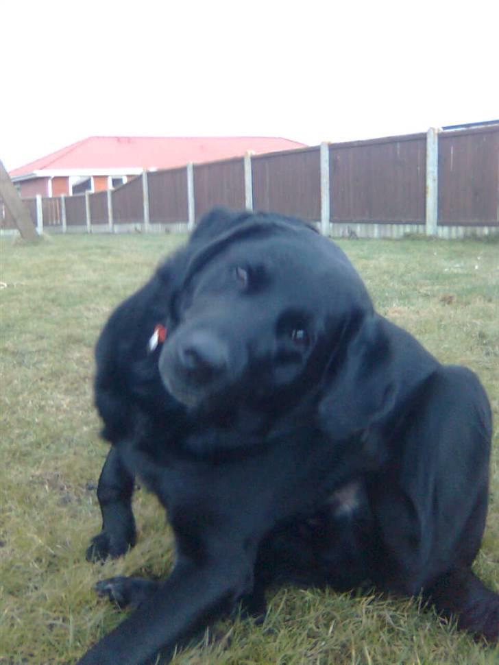 Labrador retriever Thor - Thor ude i haven uhh det klør billede 1