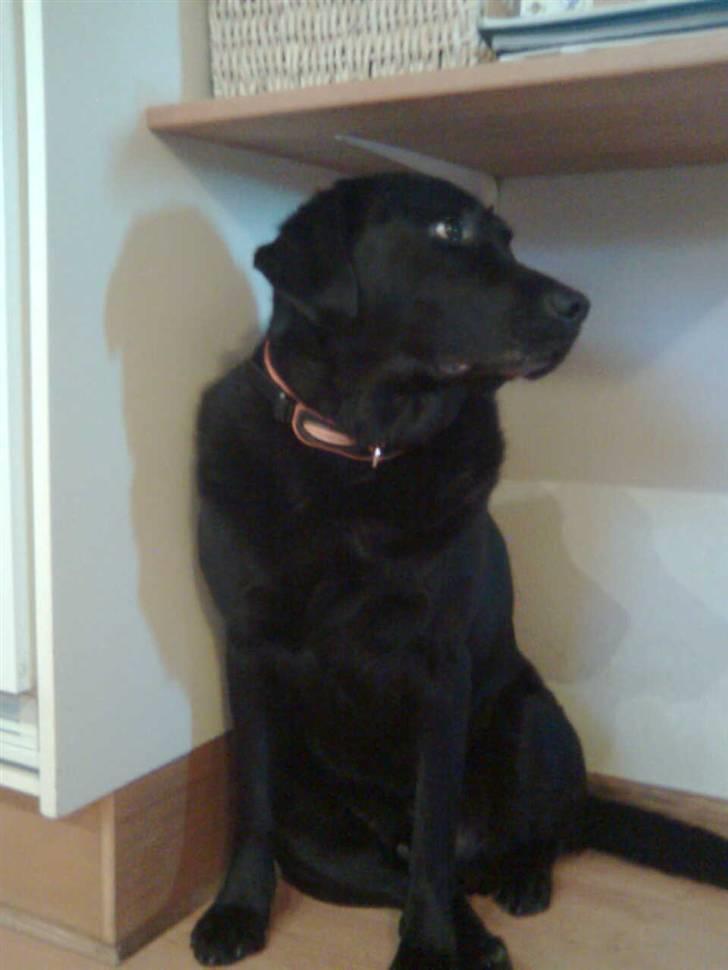 Labrador retriever Thor - Thor kigger efter far billede 2