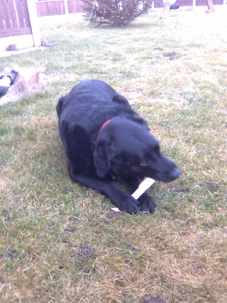 Labrador retriever Thor - Thor har fundet et stykke træ billede 3