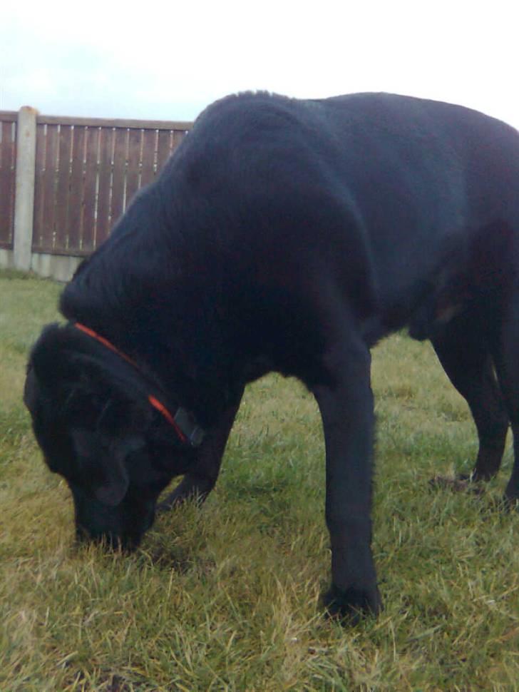 Labrador retriever Thor - Thor hvad roder du efter?? billede 4