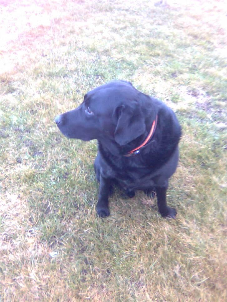 Labrador retriever Thor - Hov der mor lige der i vinduet billede 5