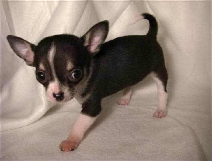 Chihuahua      *A'diva* billede 11