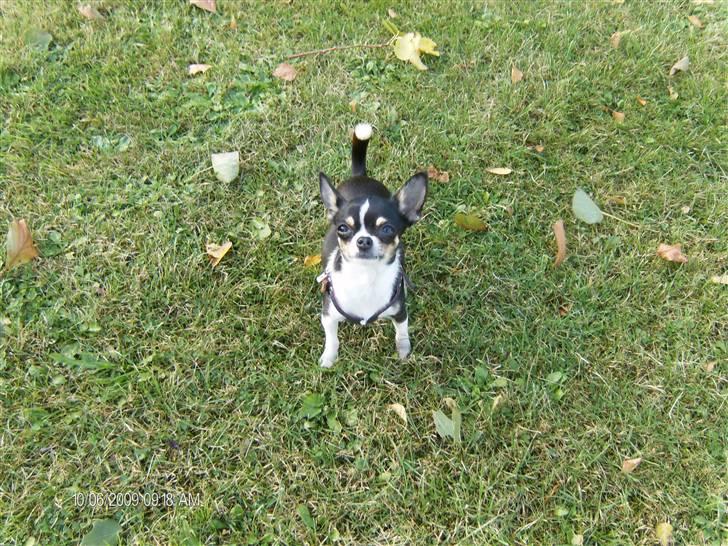 Chihuahua      *A'diva* - A´diva nu 1 år gammel. billede 12