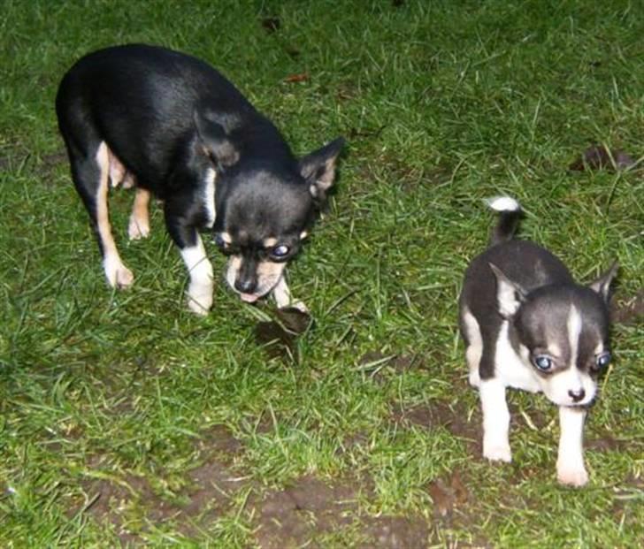 Chihuahua      *A'diva* billede 13