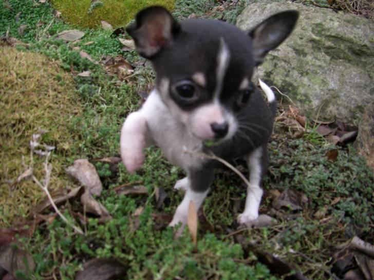 Chihuahua      *A'diva* billede 14