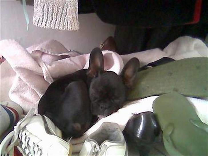 Boston terrier Bella billede 18