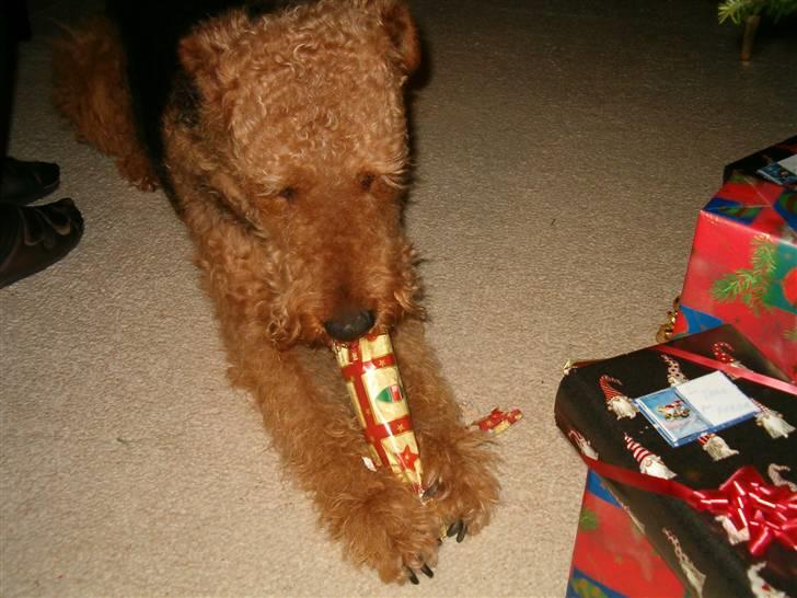 Airedale terrier Zeus - R.I.P 2002-2009 billede 15