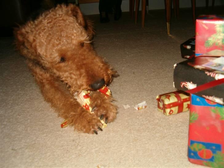 Airedale terrier Zeus - R.I.P 2002-2009 billede 16