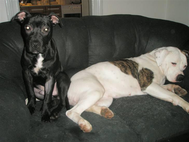 Amerikansk staffordshire terrier Demon Solgt R.I.P billede 11