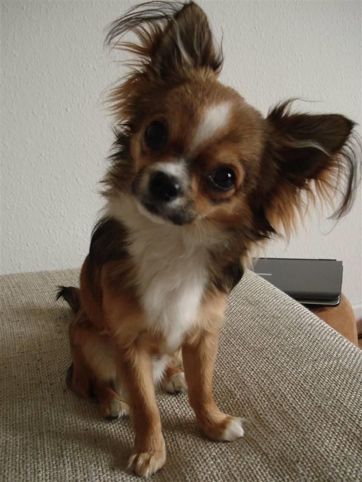 Chihuahua <3 Darwin <3 - Smukkeste Darwin billede 1