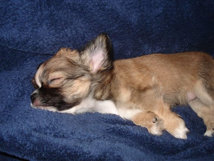 Chihuahua <3 Darwin <3 - Putte, putte, putte... billede 2