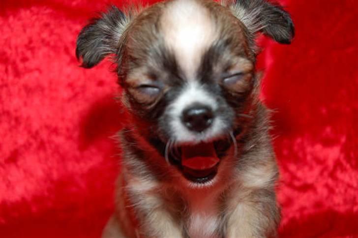 Chihuahua <3 Darwin <3 - Gaaaabbbb... billede 3