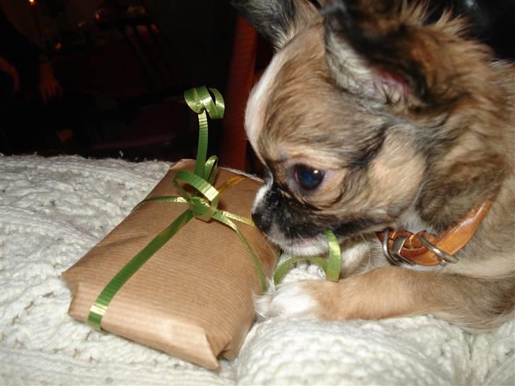 Chihuahua <3 Darwin <3 - Julen 2008. Min første jul. Se jeg har fået en gave... billede 4
