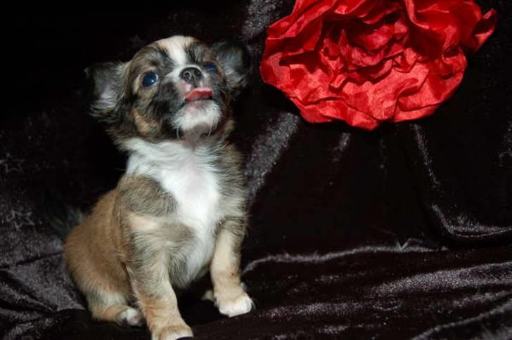 Chihuahua <3 Darwin <3 - Se, jeg kan også række tunge... billede 5