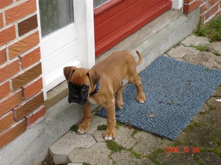 Boxer Dallas billede 5