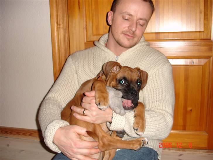 Boxer Dallas billede 6