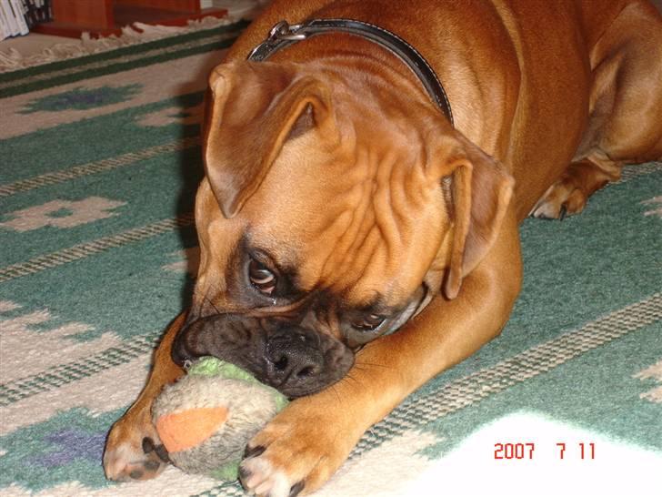 Boxer Dallas billede 7