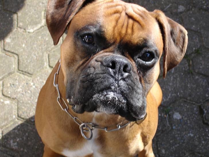 Boxer Dallas billede 8