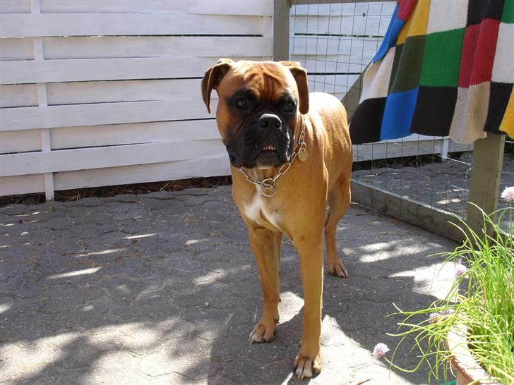 Boxer Dallas billede 9