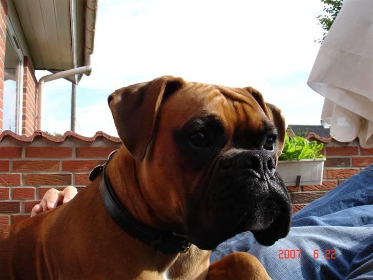 Boxer Dallas billede 10