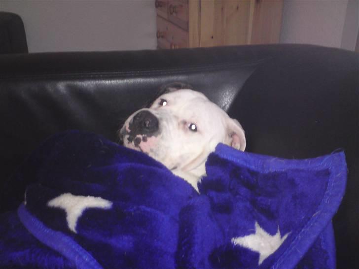 Amerikansk bulldog chico billede 17