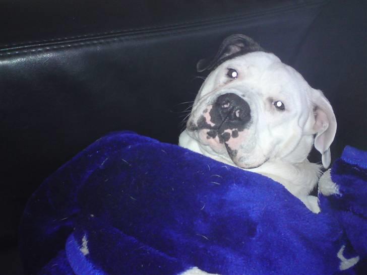 Amerikansk bulldog chico billede 18