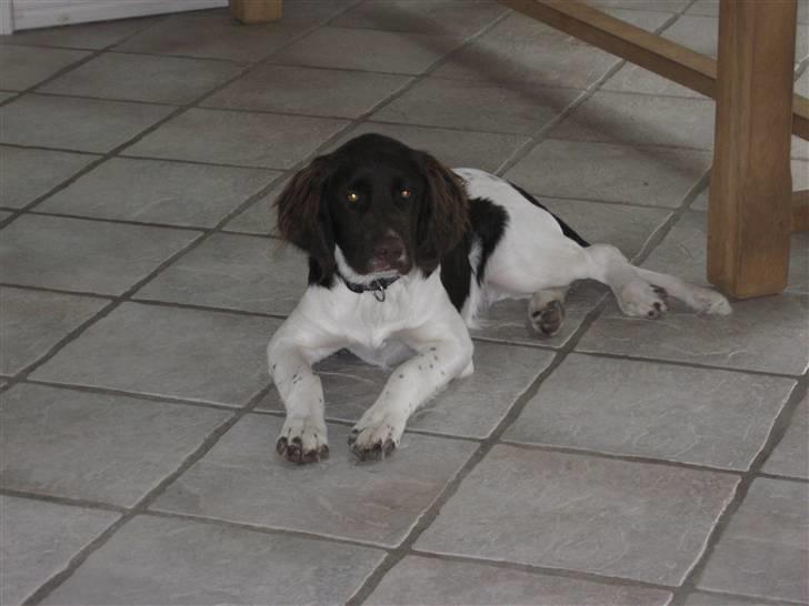 Drentsche patrijshond Bowie - velkommen til Bowie´s profil. billede 1