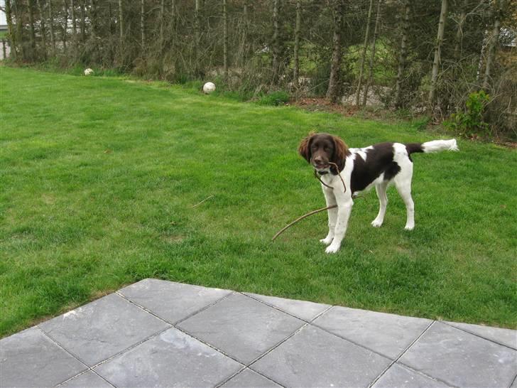 Drentsche patrijshond Bowie - Bowie ude i haven. billede 2