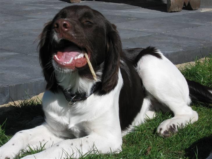 Drentsche patrijshond Bowie - Bowie der tykker ben ude i haven. billede 4