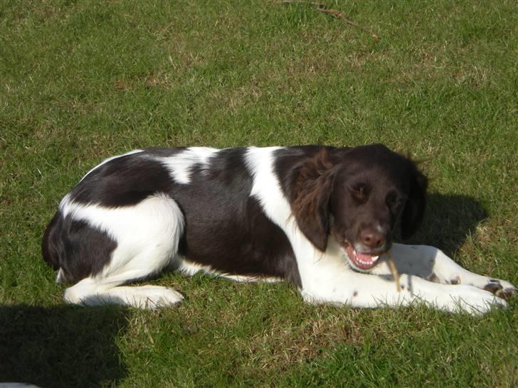 Drentsche patrijshond Bowie - Bowie der tykker ben ude i haven. billede 5