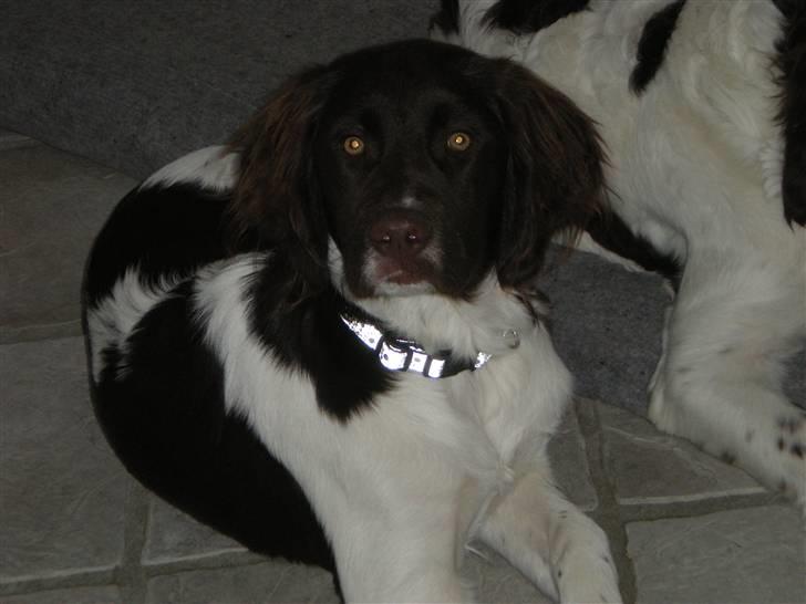 Drentsche patrijshond Bowie - Bowie. billede 6